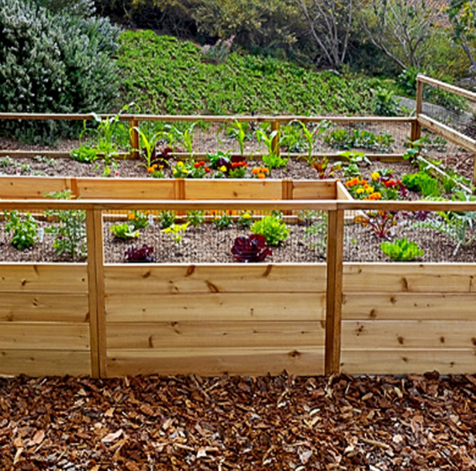 raised garden bed