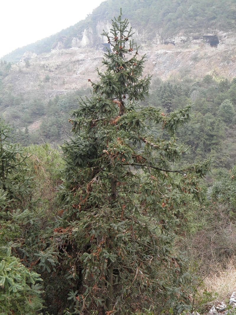 800px-Cunninghamia