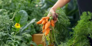 Person holding freshly harvested carrots