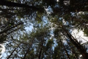 looking up at the tops of tall pine trees