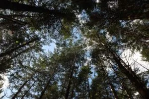 looking up at the tops of tall pine trees