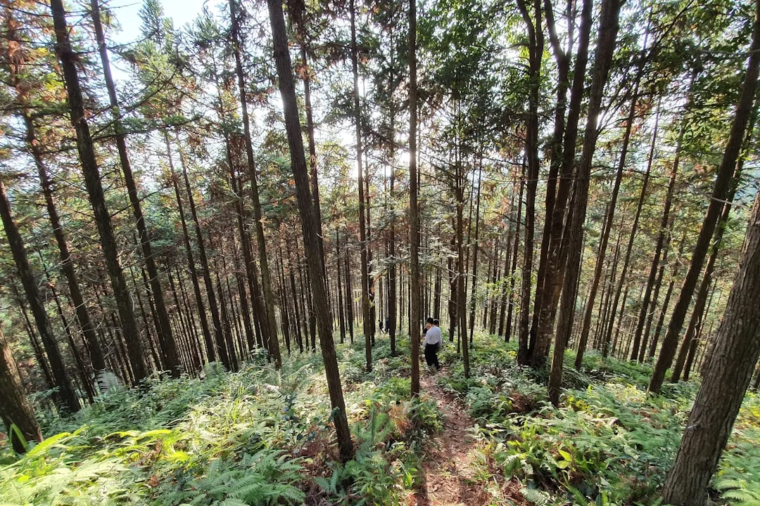 people walking on forest during daytime