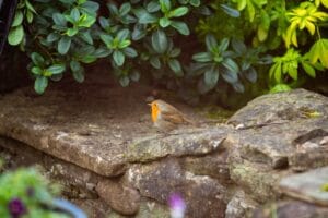 a small bird is sitting on a rock