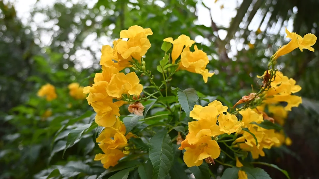 Photo by Abhimanyu Shivkumar a bunch of yellow flowers that are on a tree