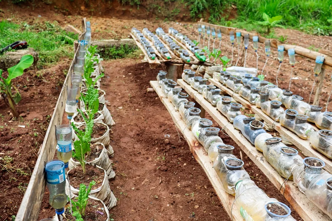 a garden with plants and containers