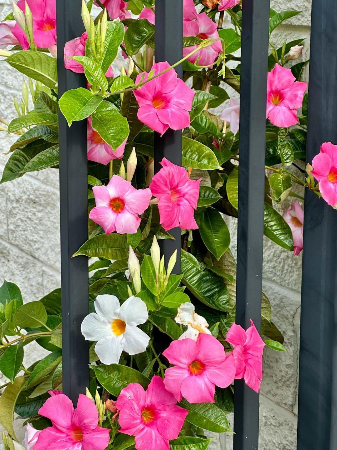 Pink and white flowers are growing on a fence