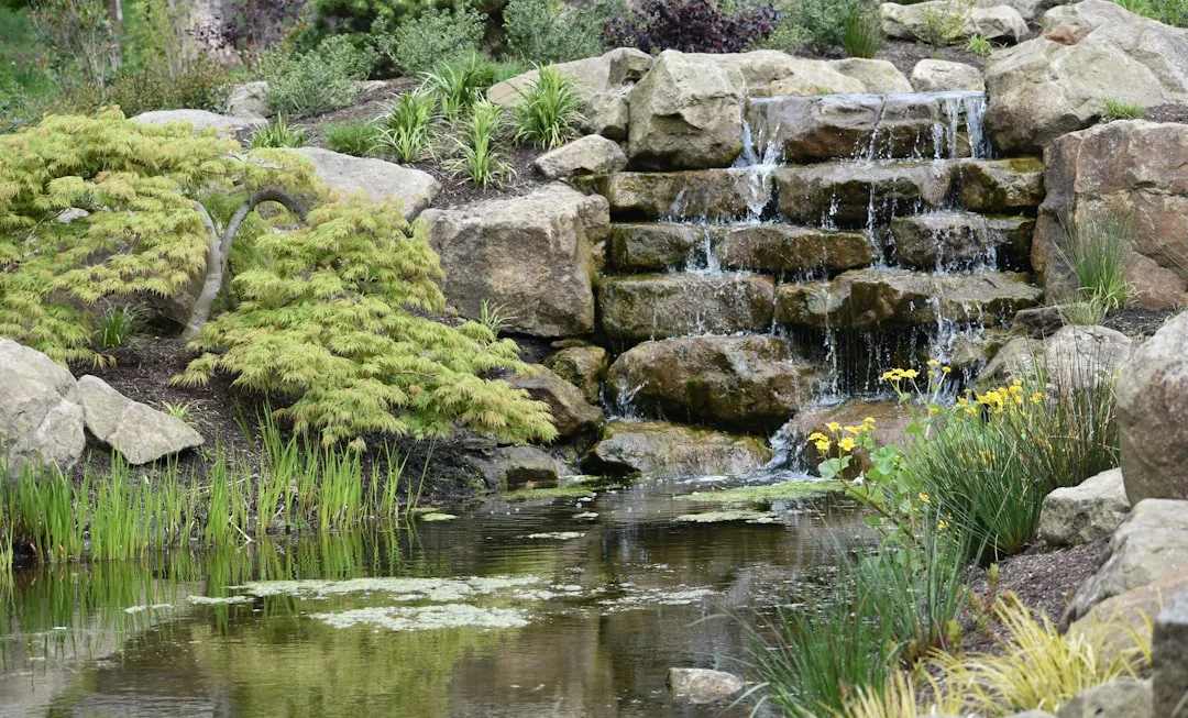 Photo by Andrew Hall a pond with rocks and plants