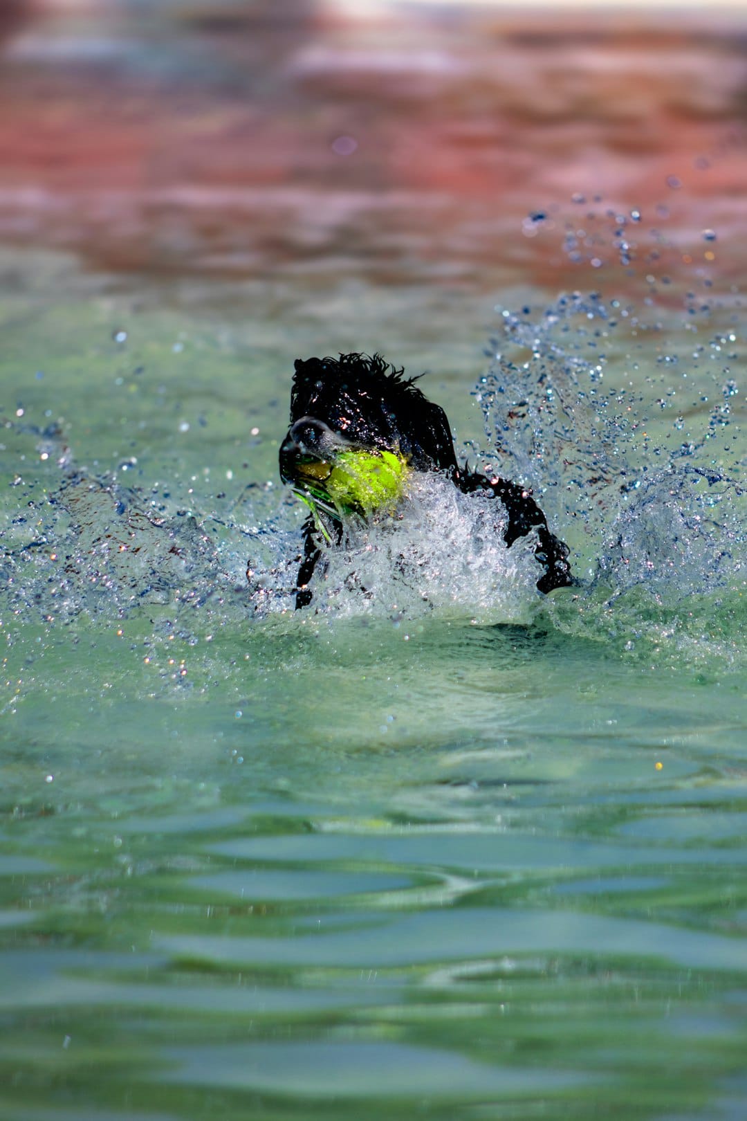 Black dog swims in water with tennis ball.