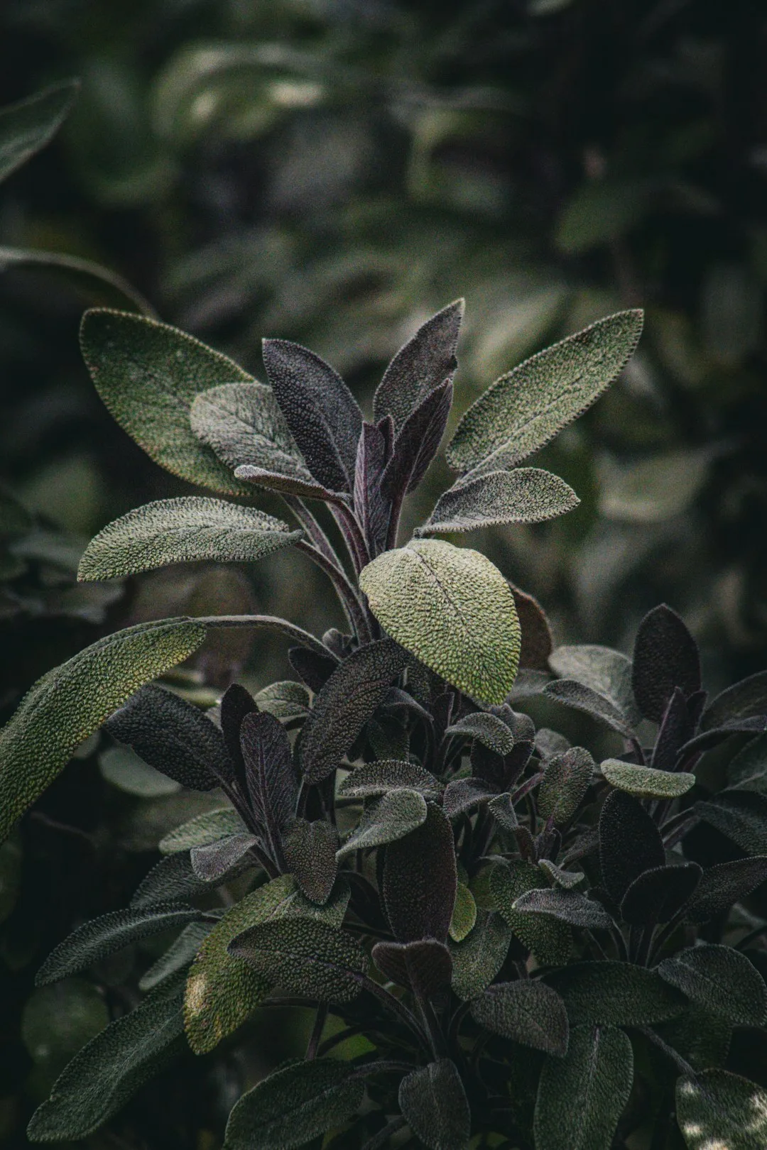 Photo by Oleksandr Kuzmin a close up of a bush with leaves