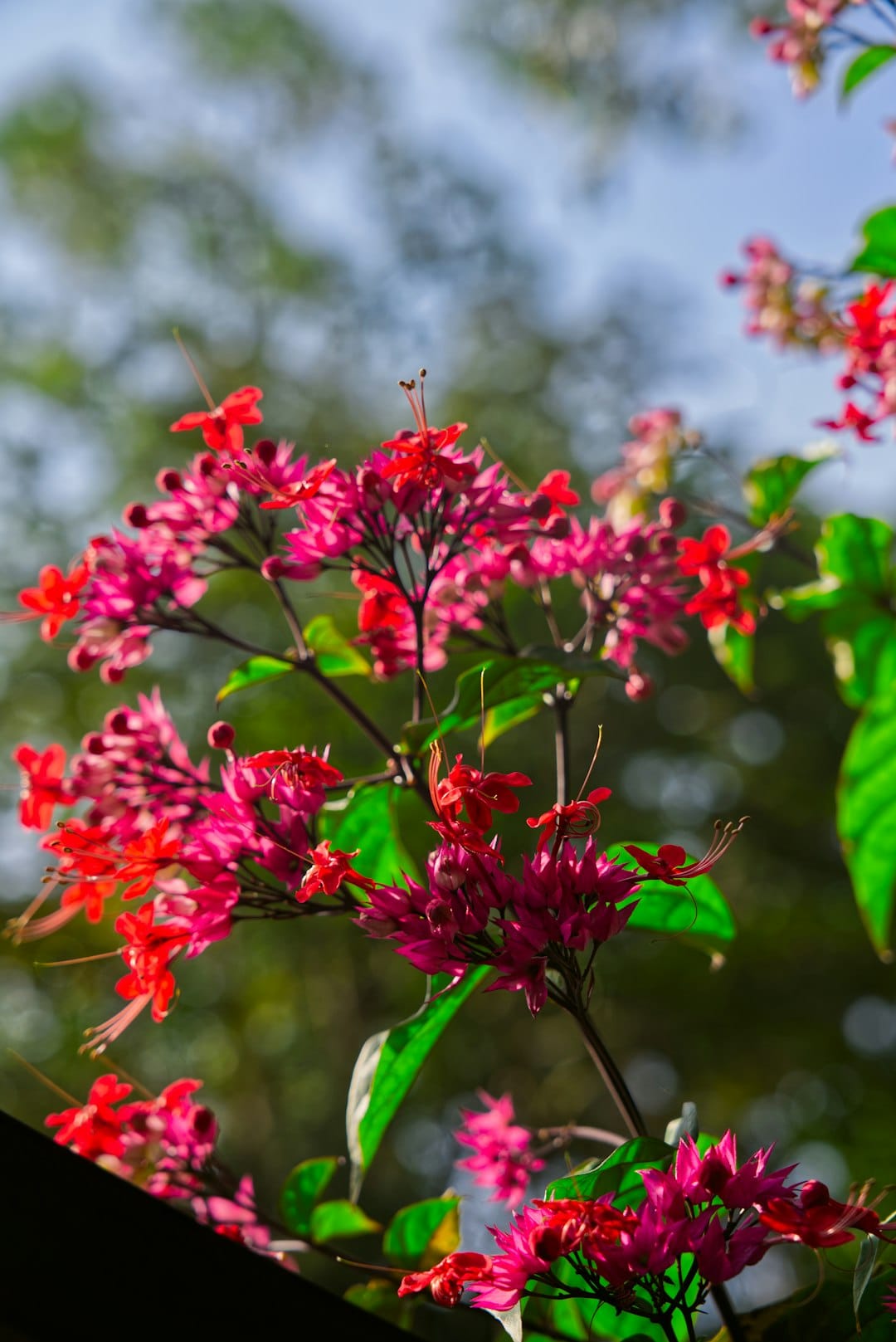 Vibrant pink and red flowers blooming on a branch.