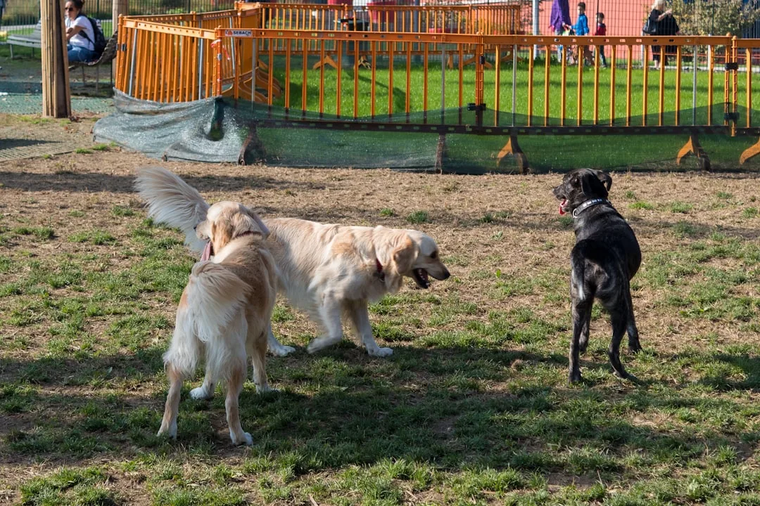a group of dogs in a park