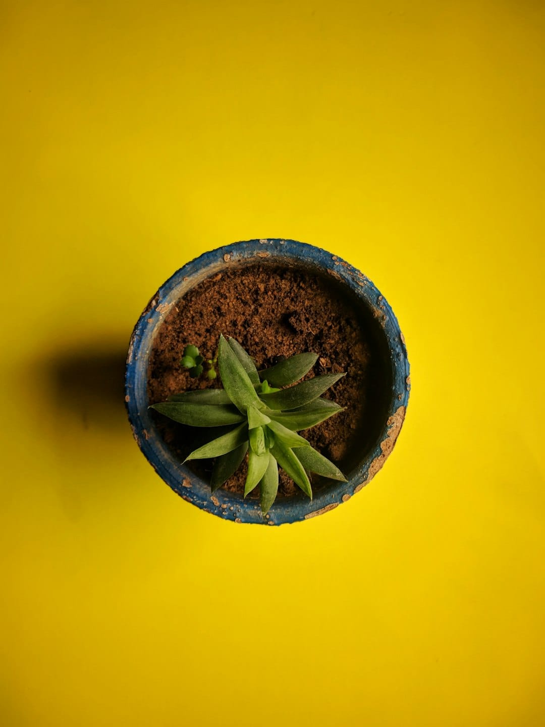 Photo by Gabriel Tomaz green plant in brown pot