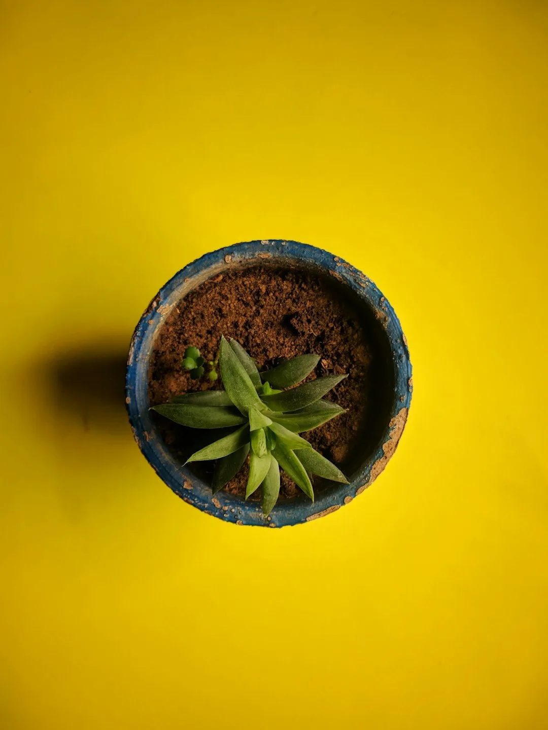 Photo by Gabriel Tomaz green plant in brown pot