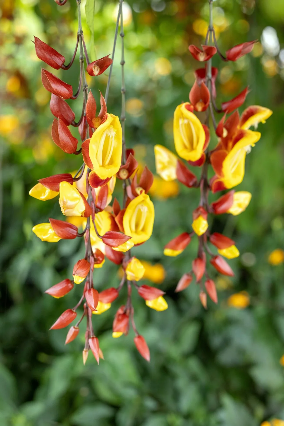 Two hanging vines with yellow and red flowers