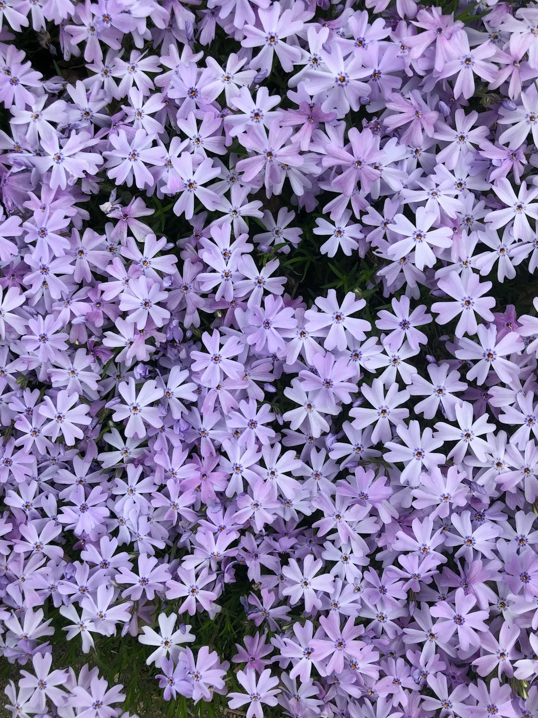 Photo by Katie Shupe a bunch of purple flowers that are blooming