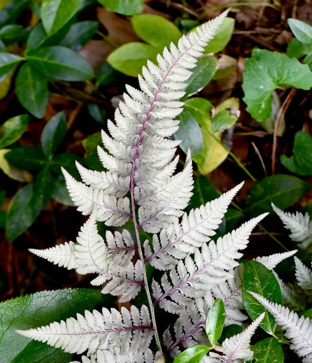 Photo by LeAndrea Kenzie a close up of a plant with many leaves