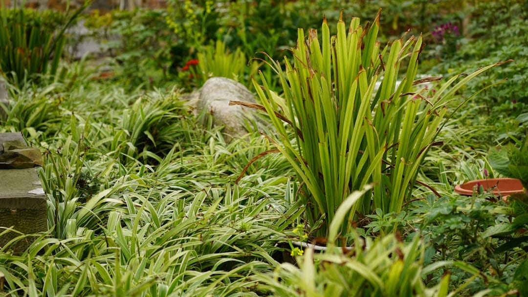 Lush green plants and foliage in a garden setting.