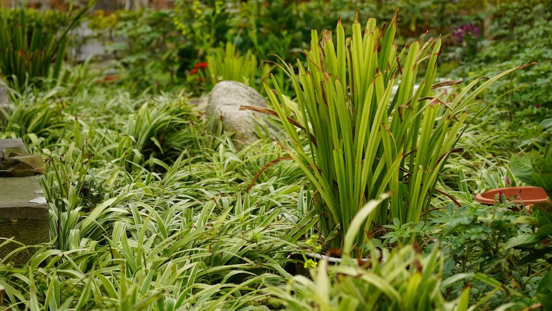 Lush green plants and foliage in a garden setting.