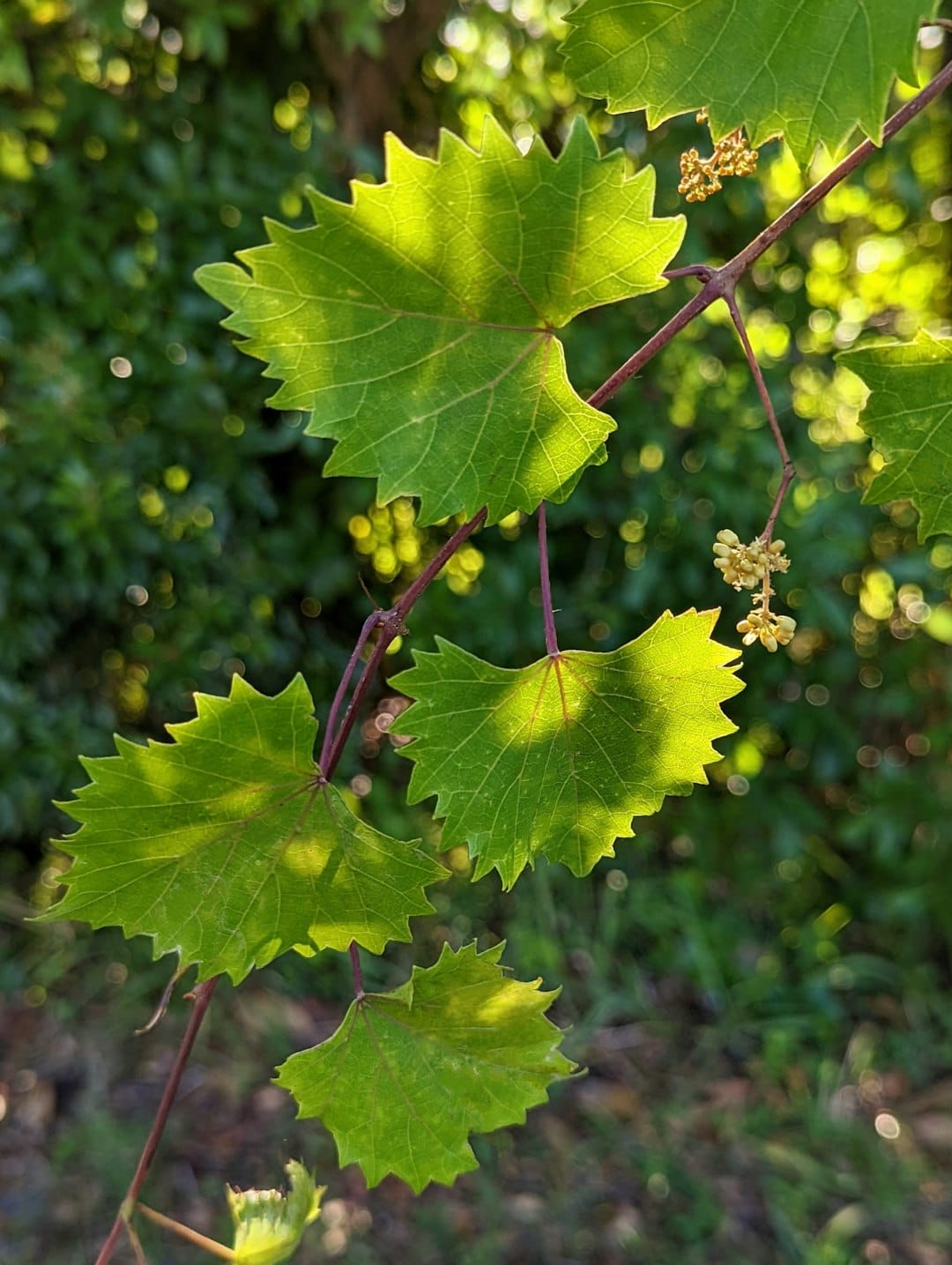 a close up of a leaf on a tree