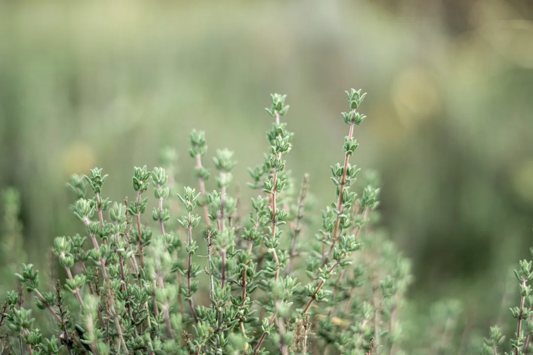 Photo by Anja Junghans pink flowers in tilt shift lens