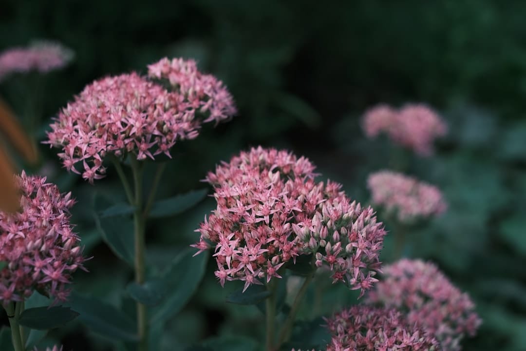 Photo by Yuliia Dementsova a close up of a bunch of pink flowers