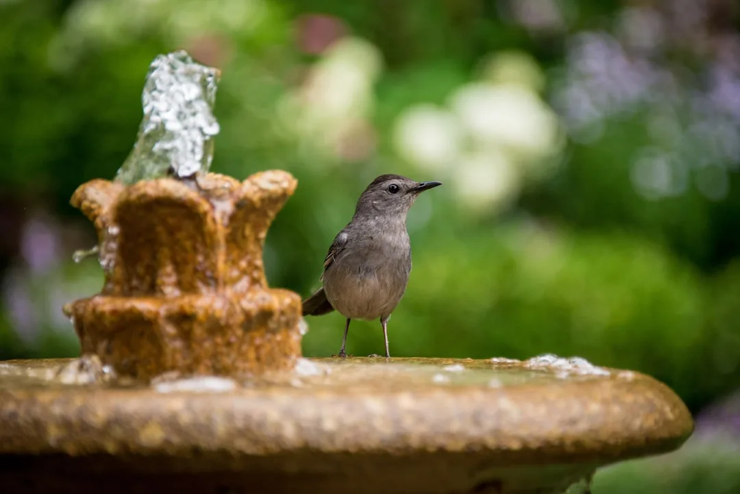 Photo by Dan Wayman brown bird on brown fountain