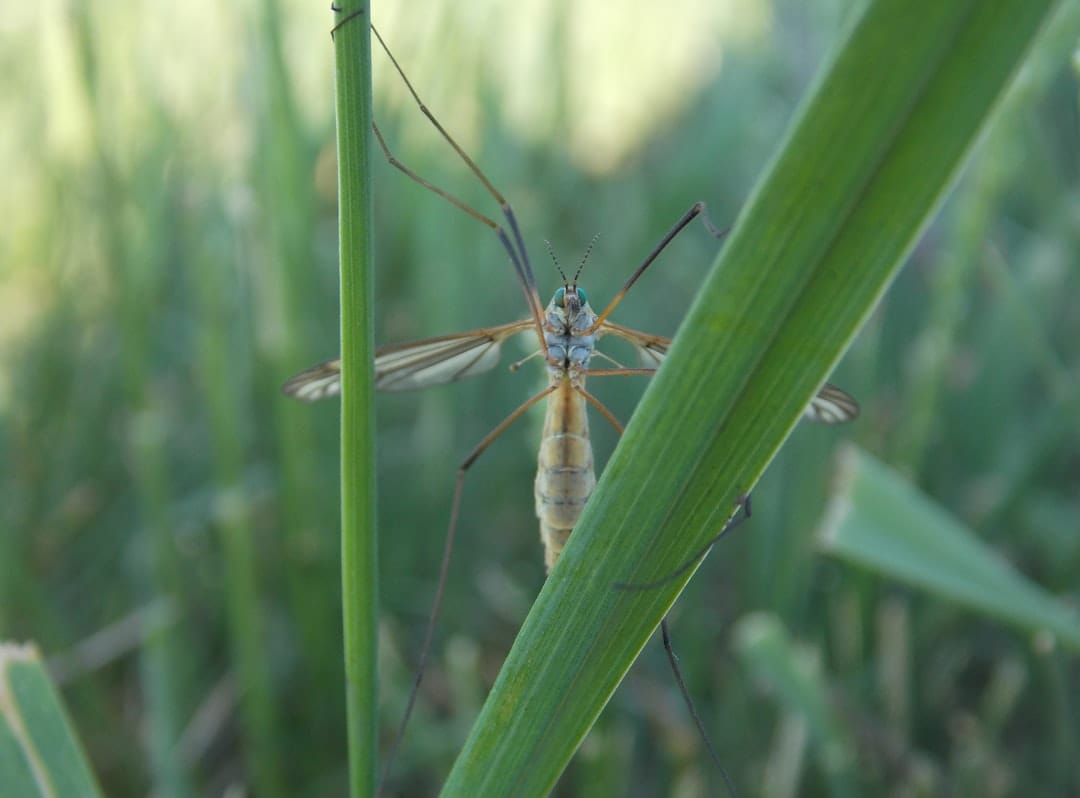 A bug sitting on top of a green leaf
