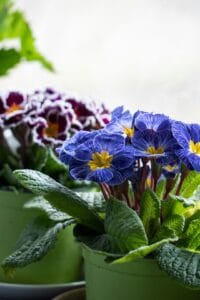 a group of blue flowers in a green pot