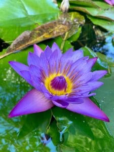 a purple water lily in a pond with green leaves