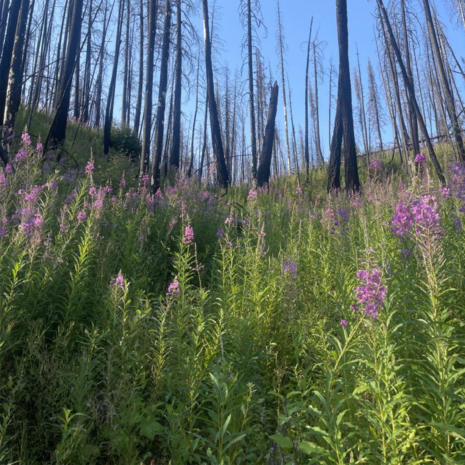 veritree Partnership With Outdoor Living Today Forest Reforestation Partner 3