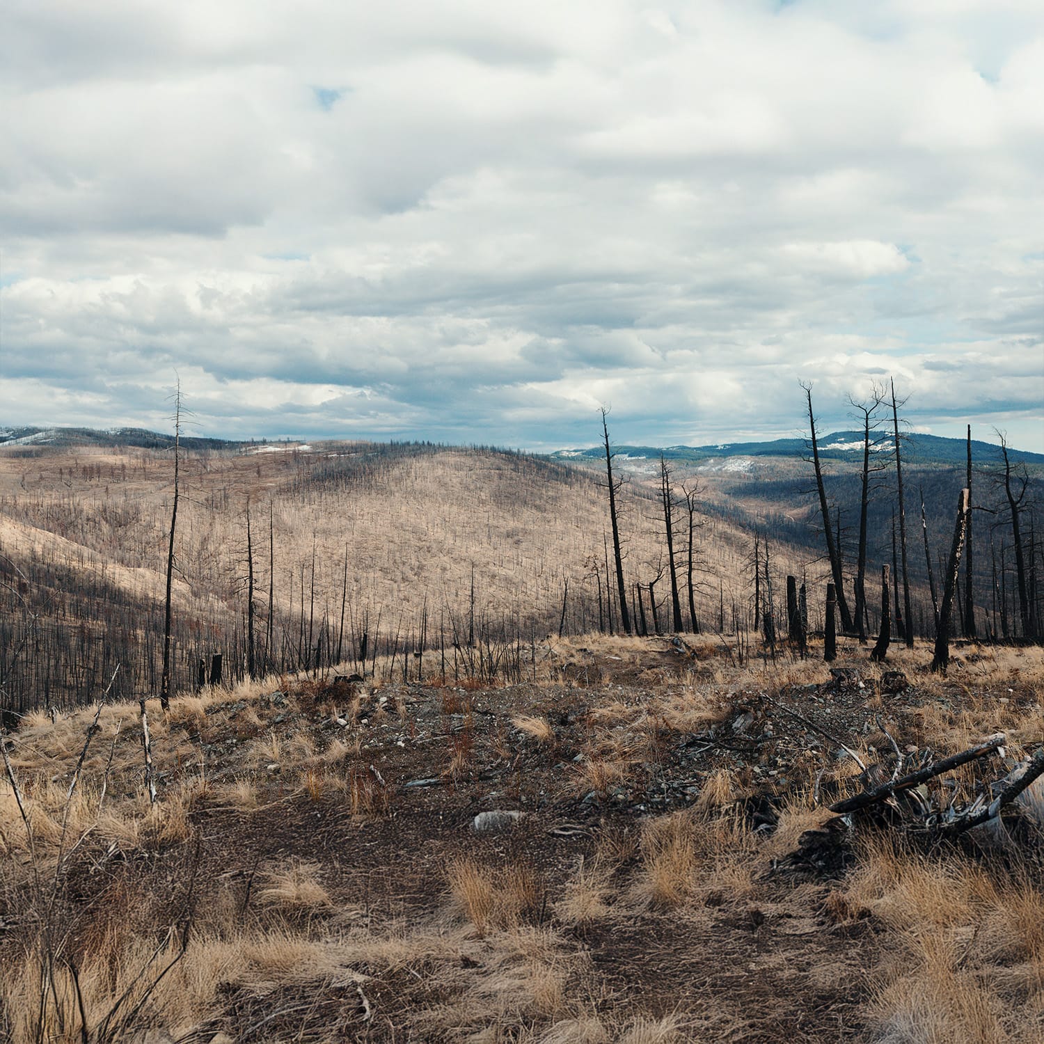 veritree Partnership With Outdoor Living Today Forest Reforestation Partner 4