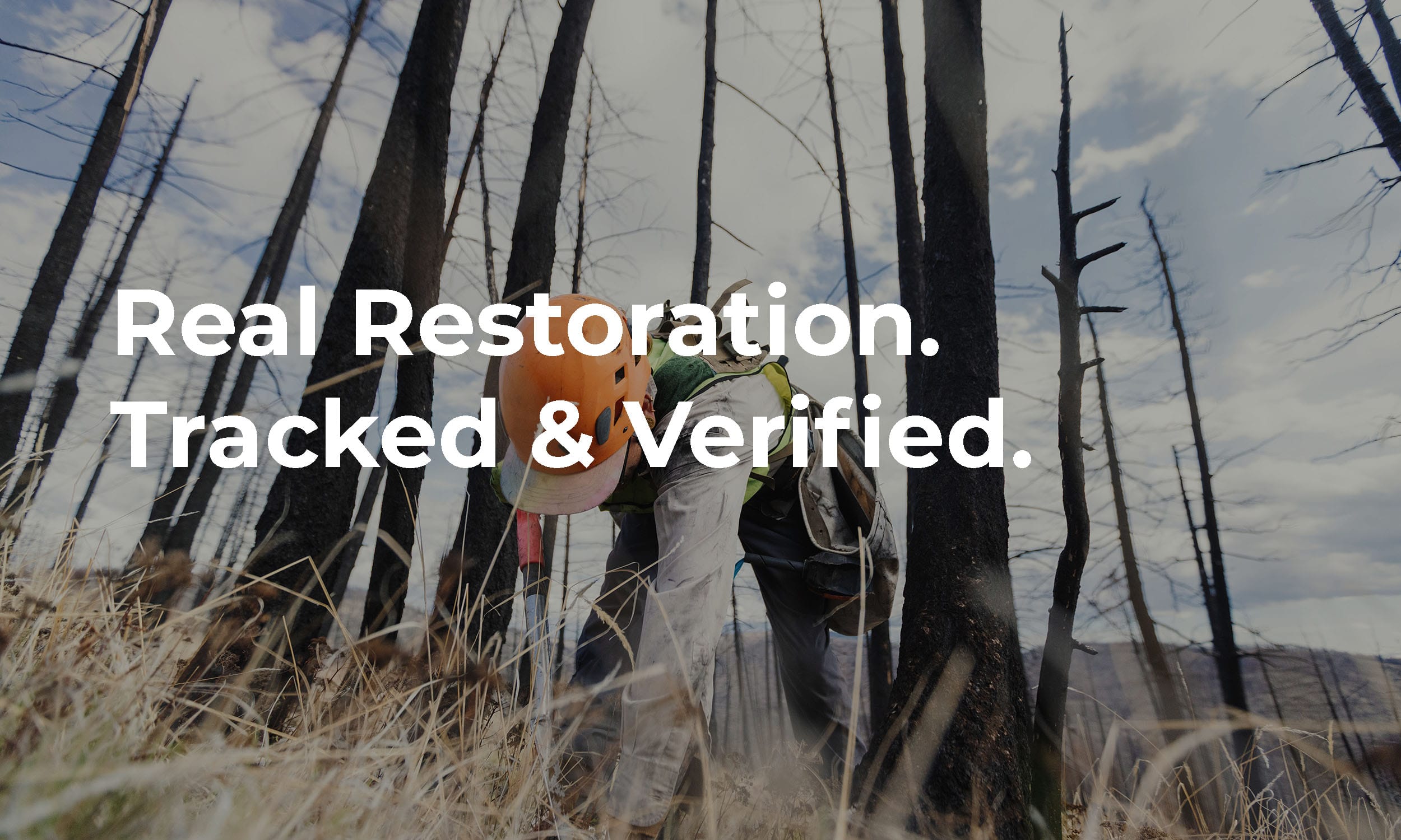 veritree Partnership With Outdoor Living Today Forest Reforestation Partner 1