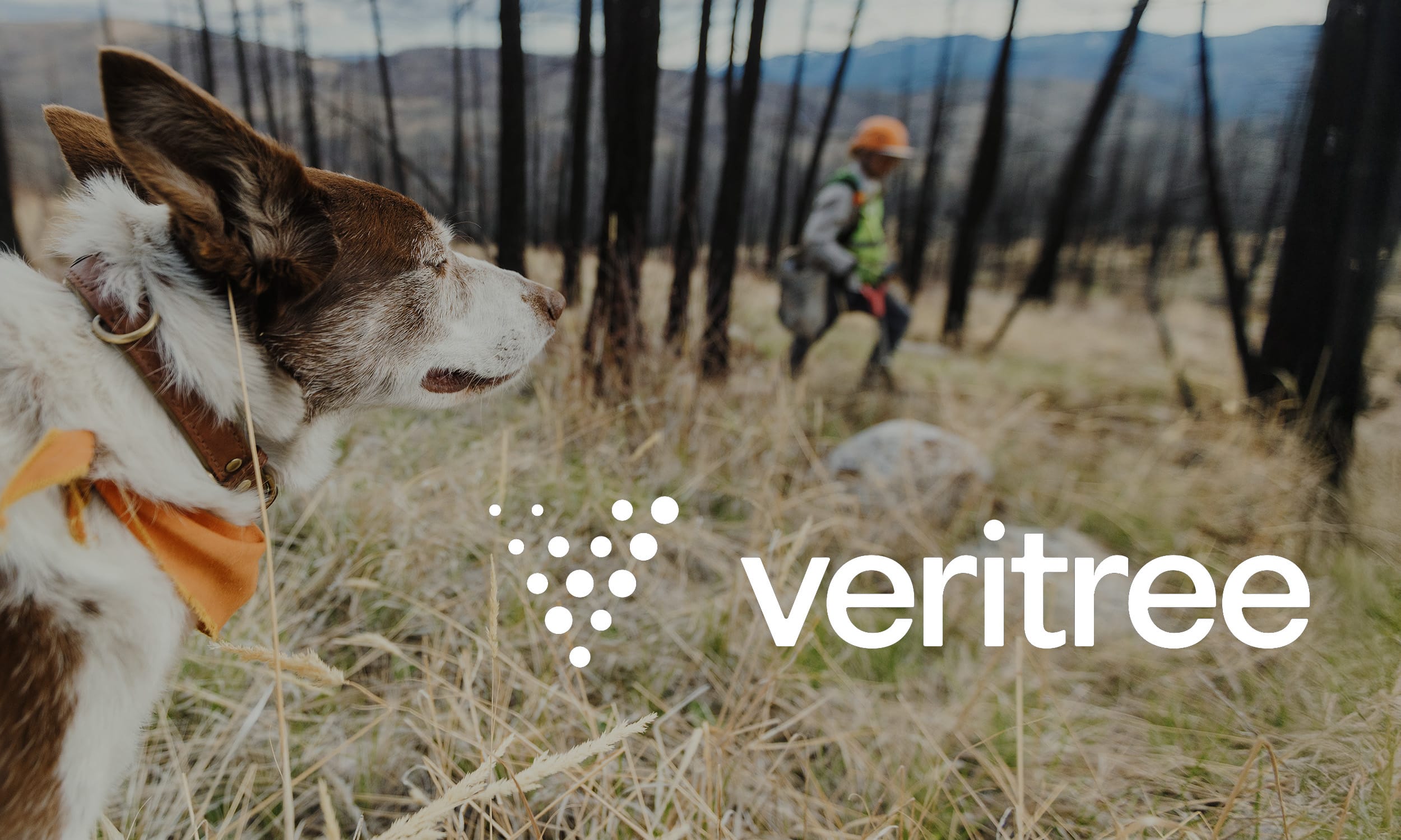 veritree Partnership With Outdoor Living Today Forest Reforestation Partner 3